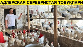 Гўшт ва Тухум Ёналишидаги Адлерская серебристая Товуқлари ва Тухумлари Хақида [upl. by Ecnarrot493]