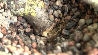 Abmoosen einer Birne Experiment Bonsai Update 1 1162013 [upl. by Dex]