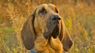 Bloodhounds Tribute in HD [upl. by Devad]