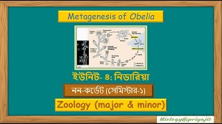 The Secret of Obelia Understanding Metagenesis StepbyStep [upl. by Marigolde]