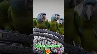 green macaw head reels macawparrot parrot world chicks birds pets cockatoo coctails yt [upl. by Nemrac]