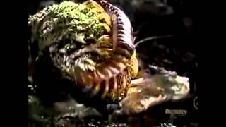 Centipeded Dubstep Video Centipede Vs Tarantula [upl. by Berthoud]