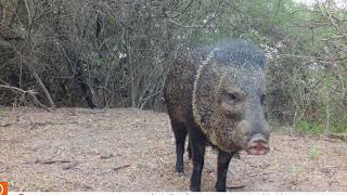 Fauna de Tamaulipas México [upl. by Eeb]