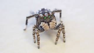 Behind the scenes the courtship dance of a male peacock jumping spider [upl. by Hgielram429]