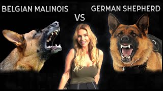 BELGIAN MALINOIS VS GERMAN SHEPHERD DOG  WHO IS KING [upl. by Imogene]