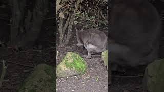 Goodfellows tree kangaroo and dusky pademelon chesterzoo [upl. by Liag]