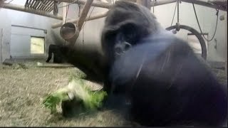 Silverback gorilla punches me [upl. by Gillman]