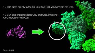 Replication Initiation in Eukaryotes The ORC [upl. by Kingdon]