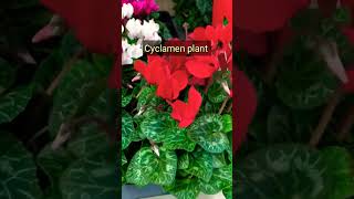 Cyclamen Plant Care Tips ytshorts lovinggarden viralvideo [upl. by Llenram881]