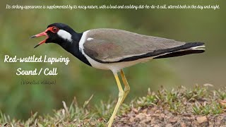 Red Wattled Lapwing Sound Call  Loud and scolding didhedoit call  Asian Lapwing  Large Plover [upl. by Oretos]