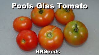 ⟹ Pools Glas Tomato  Solanum lycopersicum  Tomato Review [upl. by Denzil]