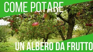 COME POTARE UN ALBERO DA FRUTTO  ORTO E GIARDINAGGIO [upl. by Koeppel560]