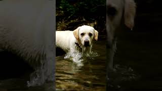 Meet the English Cream Golden Retriever animalworld wildanimals wildlife animals dogs dog [upl. by Norrad]