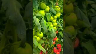 Grafted tamatar ll Mk agriculture Duldula grafted fatming [upl. by Nnaira]