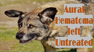 What Happens when a Dogs Aural Hematoma is left Untreated [upl. by Thgirw]