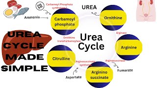 Urea cycle made simple  amino acid metabolism  ornithine cycle biochemistry biochemistrynotes [upl. by Esiuqram]