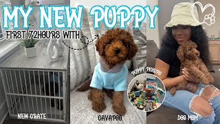 GETTING MY NEW CAVAPOO PUPPY  FIRST 72HOURS VLOG ᥫ᭡  shopping puppy prep adjusting more [upl. by Halle]