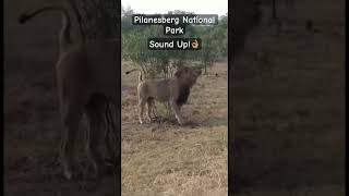 Pilanesberg park👌🏽wildlife africansafari lion pilanesberg safari animals krugernationalpark [upl. by Kind]