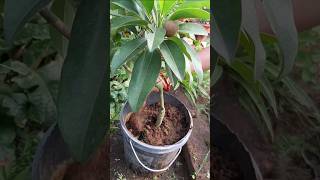 সবেদা গাছের পরিচর্যা কিভাবে করবেন garden shorts plants Binarofficial [upl. by Sumerlin945]