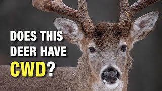 What Does a Deer With CWD Look Like Chronic Wasting Disease in Wild Whitetails [upl. by Tibbitts]