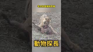 老虎偷襲捕殺野豬，野豬突然嗷的慘叫了一聲，但根本沒用！動物世界 老虎野豬 [upl. by Rebekah]