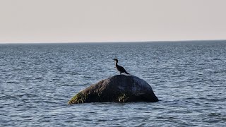 Baltic Sea 🌊 Beach Karkle sea relaxing beach 👣 [upl. by Paviour]