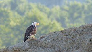 Bald Eagle Nests  NDGF  04012024 [upl. by Carrew905]