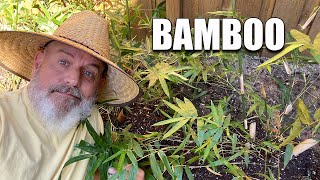 Planting Bamboo Clumping vs Spreading [upl. by Retswerb522]