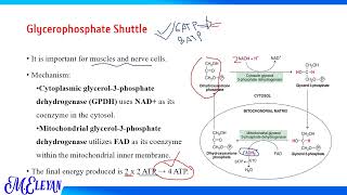 Oxidation of extra mitochondrial NADH H [upl. by Kassaraba]