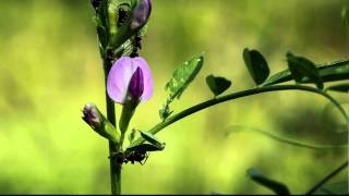 Ants scurry about vetch extrafloral nectary in Marion County Ohio [upl. by Nima]