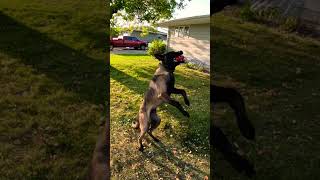 Jump up jump up and get down belgianmalinois searchdog workingdog [upl. by Atinihc]