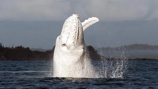 15 Incredible WHALE Species That Actually Exist [upl. by Ikin]