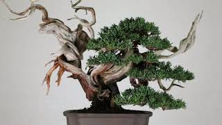 Koji Hiramatsu Takamatsu Bonsai Channel eipsode 51 [upl. by Sucramaj]