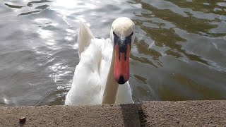 Swans On The Lake England Bedford england swans animals [upl. by Nimrahc960]