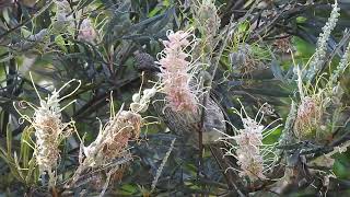 Little Wattlebird Hervey Bay Qld [upl. by Behlke]