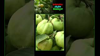 Should You Avoid eating Guava guava fruit guavafruit myth phlegm fruitfacts immunity fact [upl. by Doowron]