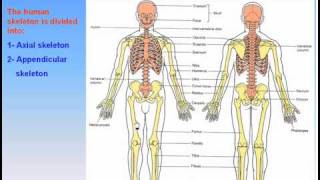 06The Skeleton1Parts of The Skeleton Anatomy Intro Dr Ahmed Kamal [upl. by Durst]