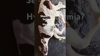 Shock  Seizures  Hyperthermia  Heat Stroke in Calf [upl. by Quinta]