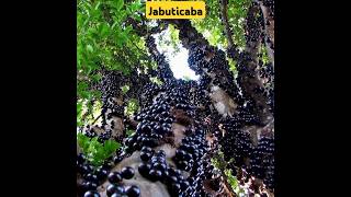 Unique Jabuticaba Fruit In Brazil ytshorts youtubeshorts youtube [upl. by Good]