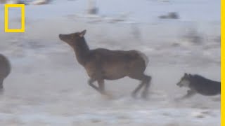 Cette meute de loups chasse des élans à Yellowstone [upl. by Yahsel]