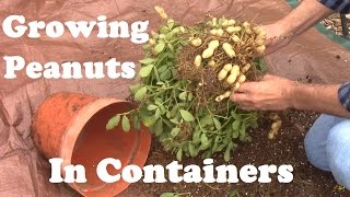 Peanuts Grown in a Container From Planting to Harvest And Some of What I Learned [upl. by Lorrin]