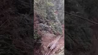 The process of bamboos sliding down from the mountain [upl. by Noryv]