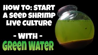 how to Start a Green Water Ostracod Culture  Seed Shrimp as Pets  Jar Aquarium Setup amp Discussion [upl. by Ielhsa994]