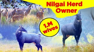 The Nilgai ran a lot and chased the herd A black Nilgai was found  नीलगाय के झुण्ड  नीलगाय [upl. by Adikam692]