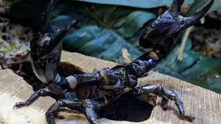 Asian Forest Scorpion Up Close Exclusive Footage from Plantasia Tropical Zoo [upl. by Lucinda]