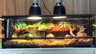 Setting Up Leopard Pardalis Tortoise Terrarium Enclosure DIY Handcrafting Decoration Background [upl. by Louisette]