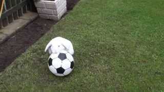 Mini Lop Rabbit Playing Football [upl. by Kcirtemed743]