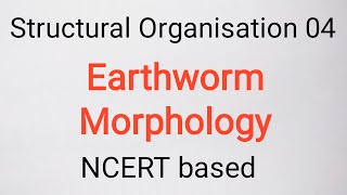 Class 11 Earthworm  Morphology Best video and notes [upl. by Nosyaj]