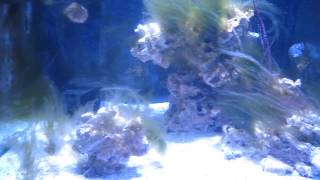 Tank Update  RIP Snails amp Hermits Dead on Arrival from Reefs2Go [upl. by Becki]