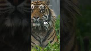 Incredible Sumatras Tiger Nature s Majesty shorts [upl. by Ares]